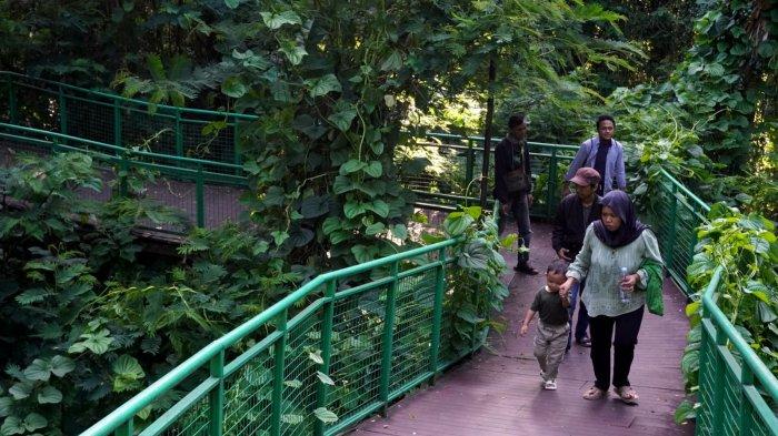 Pengunjung menikmati suasana rindangnya pepohonan di Forest Walk Babakan Siliwangi, Jalan Siliwangi, Kota Bandung, Jawa Barat, Sabtu (20/1/2024).