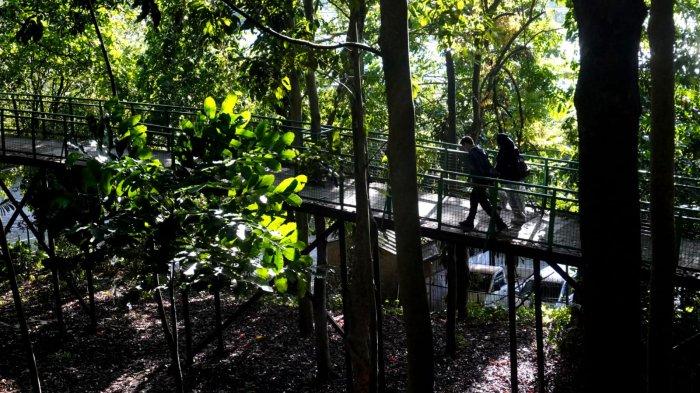 Pengunjung menikmati suasana rindangnya pepohonan di Forest Walk Babakan Siliwangi, Jalan Siliwangi, Kota Bandung, Jawa Barat, Sabtu (20/1/2024).