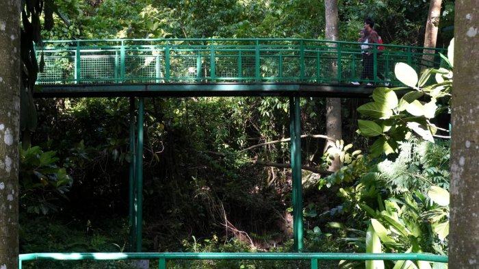 Pengunjung menikmati suasana rindangnya pepohonan di Forest Walk Babakan Siliwangi, Jalan Siliwangi, Kota Bandung, Jawa Barat, Sabtu (20/1/2024).
