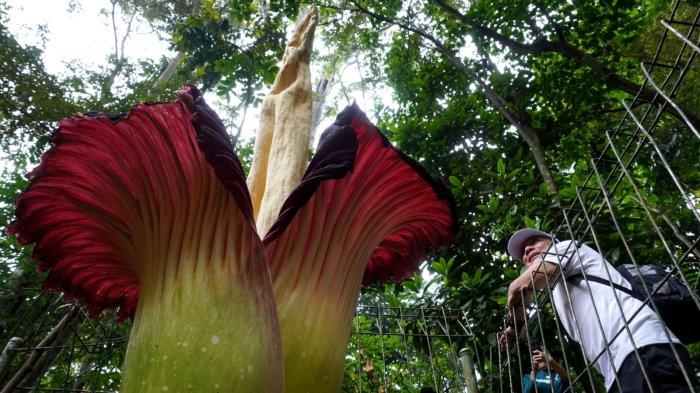 Pengunjung melihat dari dekat bunga bangkai raksasa, Amorphophallus Titanum yang tumbuh mekar di Taman Hutan Raya (Tahura) Ir H Djuanda, Kabupaten Bandung, Jawa Barat, Sabtu (27/1/2024).