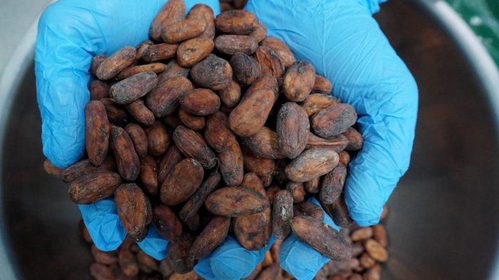 Pekerja mempersiapkan biji kakao sebelum proses pembuatan cokelat di Pabrik Terve Chocolate, Jalan Bengawan, Kota Bandung, Jawa Barat, Kamis (14/3/2024).