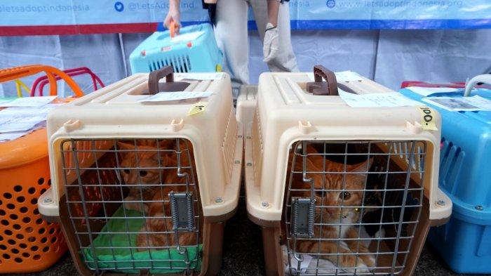 Petugas mengantrekan keranjang berisi kucing yang akan disteril pada acara Sterilisasi Kucing Liar Gratis di Taman Dewi Sartika, Kota Bandung, Jawa Barat, Sabtu (16/3/2024).