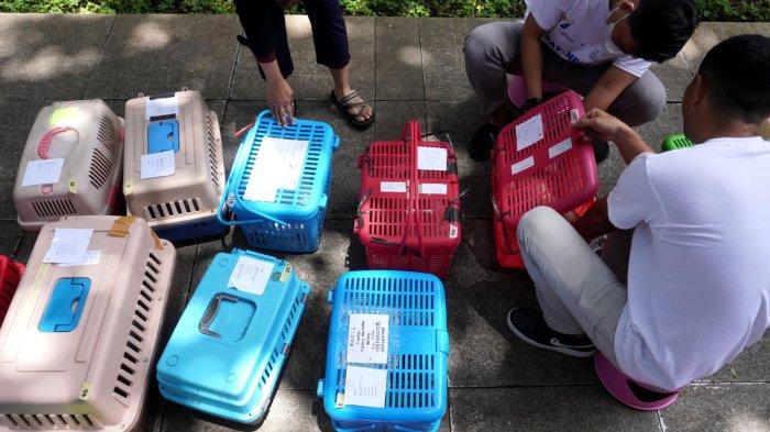 Dokter hewan melakukan pembiusan seekor kucing yang akan disteril pada acara Sterilisasi Kucing Liar Gratis di Taman Dewi Sartika, Kota Bandung, Jawa Barat, Sabtu (16/3/2024).