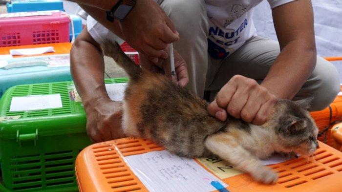 Dokter hewan melakukan pembiusan seekor kucing yang akan disteril pada acara Sterilisasi Kucing Liar Gratis di Taman Dewi Sartika, Kota Bandung, Jawa Barat, Sabtu (16/3/2024).