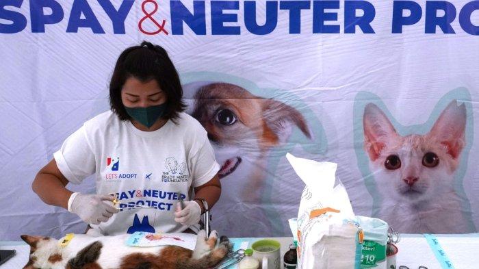 Dokter hewan melakukan operasi steril kucing pada acara Sterilisasi Kucing Liar Gratis di Taman Dewi Sartika, Kota Bandung, Jawa Barat, Sabtu (16/3/2024).