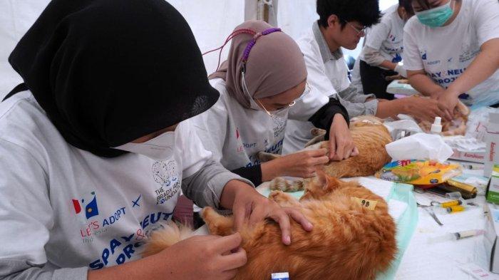 Dokter hewan melakukan operasi steril kucing pada acara Sterilisasi Kucing Liar Gratis di Taman Dewi Sartika, Kota Bandung, Jawa Barat, Sabtu (16/3/2024).