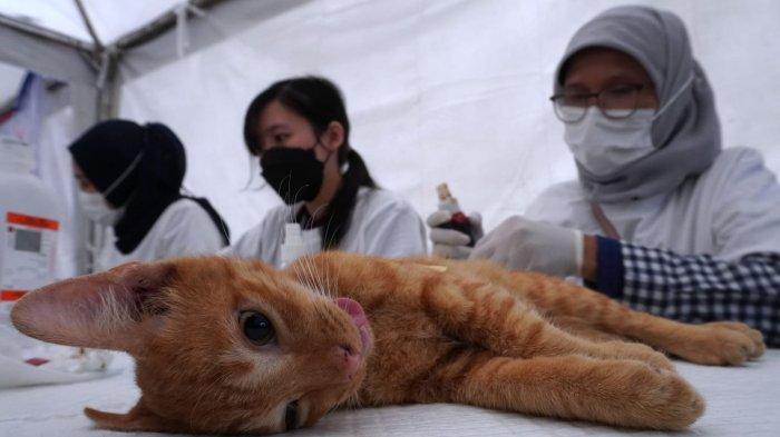 Dokter hewan melakukan operasi steril kucing pada acara Sterilisasi Kucing Liar Gratis di Taman Dewi Sartika, Kota Bandung, Jawa Barat, Sabtu (16/3/2024).