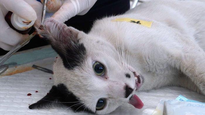 Dokter hewan memberi tanda pada bagian telinga kucing yang sudah disteril pada acara Sterilisasi Kucing Liar Gratis di Taman Dewi Sartika, Kota Bandung, Jawa Barat, Sabtu (16/3/2024).