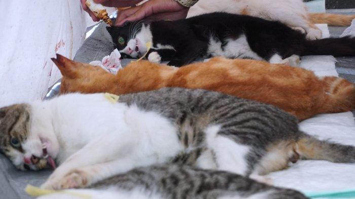 Petugas memberikan betadin pada kucing pascaoperasi steril pada acara Sterilisasi Kucing Liar Gratis di Taman Dewi Sartika, Kota Bandung, Jawa Barat, Sabtu (16/3/2024).