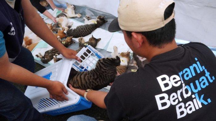 Petugas memasukan seekor kucing yang sudah sadar ke dalam keranjang untuk dikembalikan kepada pemiliknya pascaoperasi steril pada acara Sterilisasi Kucing Liar Gratis di Taman Dewi Sartika, Kota Bandung, Jawa Barat, Sabtu (16/3/2024).