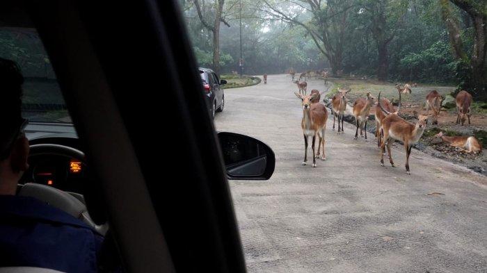 Tim Gass Mudik 2024 Tribun Jabar melakukan Safari Journey melihat satwa-satwa liar dari dekat dari dalam mobil di Taman Safari Indonesia (TSI) Cisarua, Kabupaten Bogor, Jawa Barat, Jumat (5/4/2024).