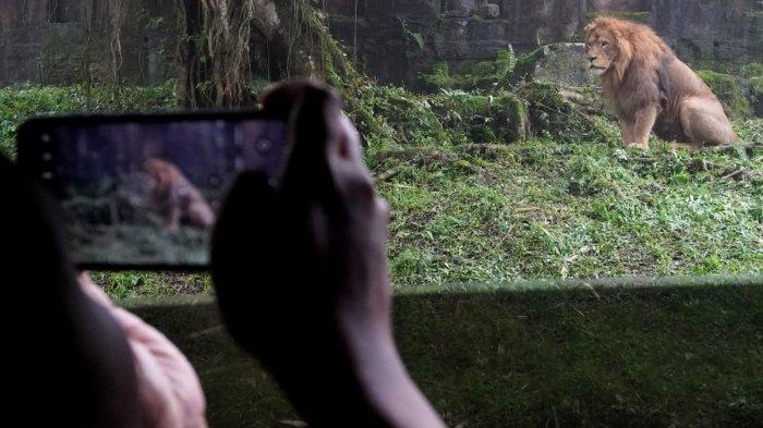 Tim Gass Mudik 2024 Tribun Jabar melakukan Safari Journey melihat satwa-satwa liar dari dekat dari dalam mobil di Taman Safari Indonesia (TSI) Cisarua, Kabupaten Bogor, Jawa Barat, Jumat (5/4/2024).