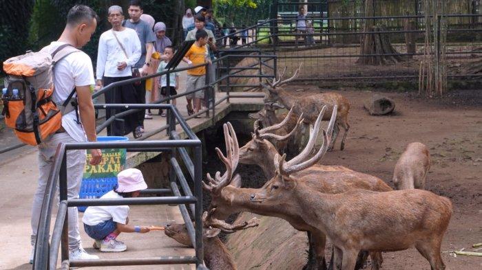 Pengunjung memberi makan rusa di Bandung Zoo atau Kebun Binatang Bandung, Jalan Tamansari, Kota Bandung, Jawa Barat, Sabtu (11/5/2024).