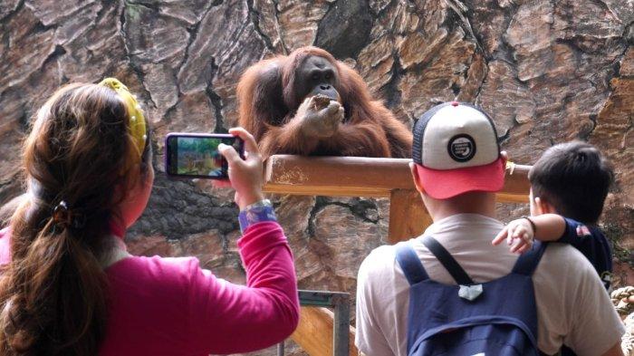 Pengunjung melihat seekor orang utan di Bandung Zoo atau Kebun Binatang Bandung, Jalan Tamansari, Kota Bandung, Jawa Barat, Sabtu (11/5/2024).