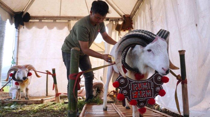 Peserta membersihkan salah satu domba yang diikutsertakan dalam Kontes Ternak Domba, di Sekemala Integrated Farming (Sein Farm), Jalan Sekemala, Kelurahan Pasanggrahan, Kecamatan Ujungberung, Kota Bandung, Jawa Barat, Selasa (28/5/2024).