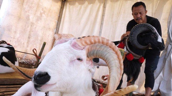 Peserta membersihkan salah satu domba yang diikutsertakan dalam Kontes Ternak Domba, di Sekemala Integrated Farming (Sein Farm), Jalan Sekemala, Kelurahan Pasanggrahan, Kecamatan Ujungberung, Kota Bandung, Jawa Barat, Selasa (28/5/2024).