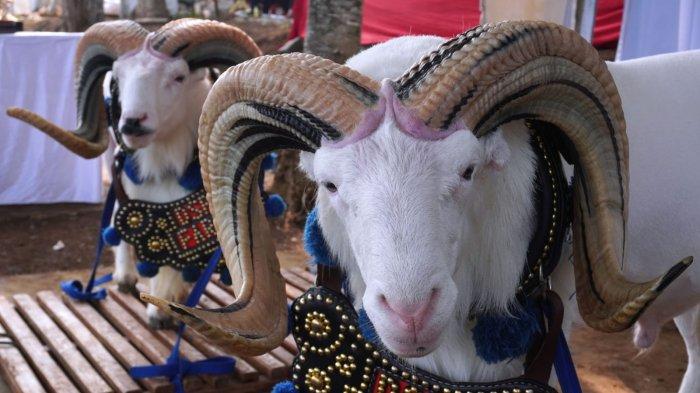 Sejumlah domba diikutsertakan dalam Kontes Ternak Domba, di Sekemala Integrated Farming (Sein Farm), Jalan Sekemala, Kelurahan Pasanggrahan, Kecamatan Ujungberung, Kota Bandung, Jawa Barat, Selasa (28/5/2024).