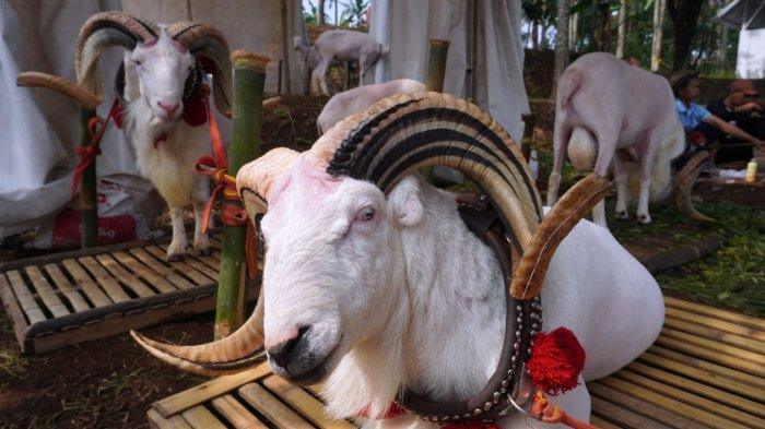 Sejumlah domba diikutsertakan dalam Kontes Ternak Domba, di Sekemala Integrated Farming (Sein Farm), Jalan Sekemala, Kelurahan Pasanggrahan, Kecamatan Ujungberung, Kota Bandung, Jawa Barat, Selasa (28/5/2024).