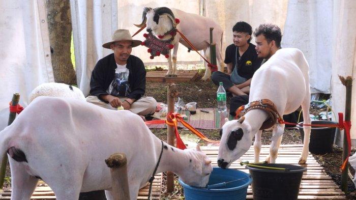 Sejumlah domba diikutsertakan dalam Kontes Ternak Domba, di Sekemala Integrated Farming (Sein Farm), Jalan Sekemala, Kelurahan Pasanggrahan, Kecamatan Ujungberung, Kota Bandung, Jawa Barat, Selasa (28/5/2024).