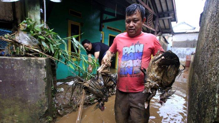 Seorang warga membawa sejumlah ayam peliharaannya yang mati akibat terendam air pascabanjir bandang menerjang rumahnya, di Kampung Muara, Desa Banjaran Wetan, Kecamatan Banjaran, Kabupaten Bandung, Jawa Barat, Rabu (6/11/2024).