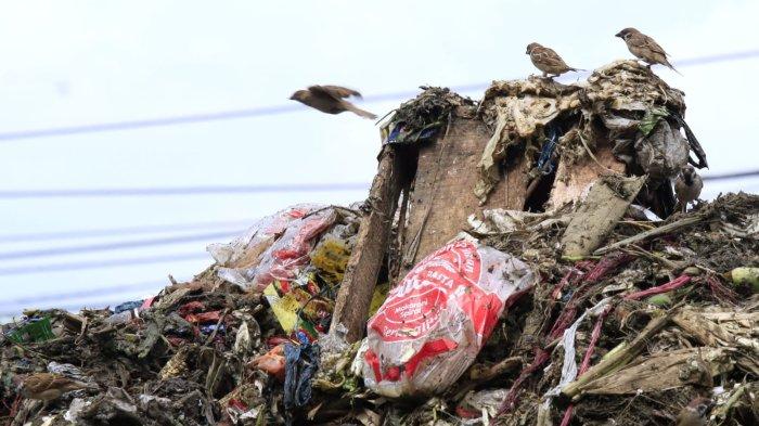 Sejumlah burung mencari makan di hamparan sampah yang menggunung di area depan Pasar Induk Caringin, Jalan Soekarno Hatta, Kota Bandung, Senin (16/12/2024).