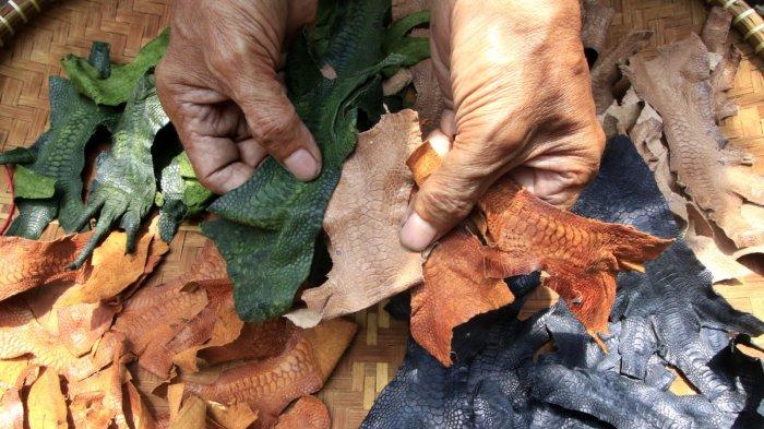 Perajin menjemur kulit kaki (ceker) ayam yang sudah melalui proses pengolahan sebagai bahan baku utama untuk membuat sepatu di rumah produksi Hirka Shoes, Gang Subur, Jalan Mohammad Toha, Kelurahan Cigereleng, Kecamatan Regol, Kota Bandung, Jawa Barat, Selasa (17/12/2024).
