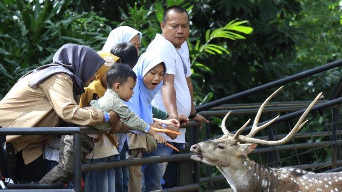 Pengunjung memberi makan rusa tutul saat berlibur di Bandung Zoo atau Kebun Binatang Bandung, Jalan Tamansari, Kota Bandung, Jawa Barat, Kamis (26/12/2024).