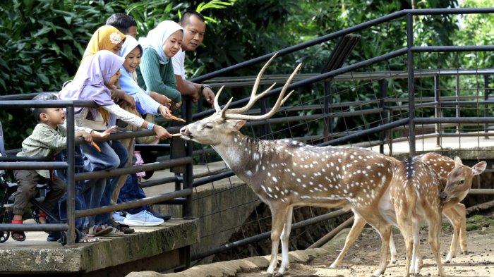Pengunjung memberi makan rusa tutul saat berlibur di Bandung Zoo atau Kebun Binatang Bandung, Jalan Tamansari, Kota Bandung, Jawa Barat, Kamis (26/12/2024).