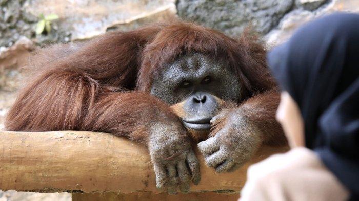 Pengunjung melihat orang utan saat berlibur di Bandung Zoo atau Kebun Binatang Bandung, Jalan Tamansari, Kota Bandung, Jawa Barat, Kamis (26/12/2024).