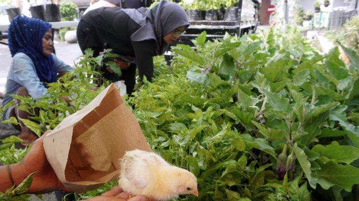 Warga mendapatkan bibit tanaman dan anak ayam gratis pada gelaran Stabilisasi Pasokan dan Harga Pangan (SPHP) di halaman Kantor Dinas Ketahanan Pangan dan Pertanian (DKPP) Kota Bandung, Jalan Arjuna, Kota Bandung, Jawa Barat, Rabu (15/1/2025).