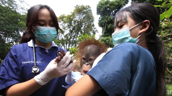 Dua orang perawat bayi hewan sedang menjemur anak orangutan Kalimantan berumur 3 bulan lebih dengan berat badan 3,56 kg di Bandung Zoo (Kebun Binatang Bandung), Jalan Tamansari, Kota Bandung, Jawa Barat, Jumat (21/2/2025).