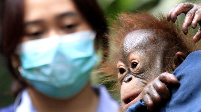 Dua orang perawat bayi hewan sedang menjemur anak orangutan Kalimantan berumur 3 bulan lebih dengan berat badan 3,56 kg di Bandung Zoo (Kebun Binatang Bandung), Jalan Tamansari, Kota Bandung, Jawa Barat, Jumat (21/2/2025).