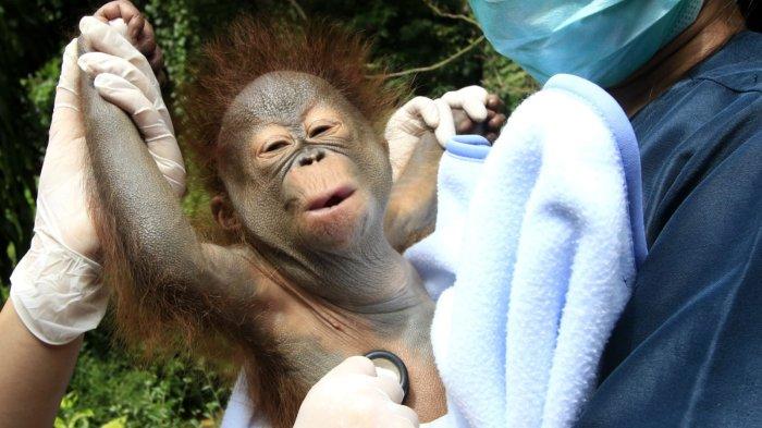 Dua orang perawat bayi hewan sedang menjemur anak orangutan Kalimantan berumur 3 bulan lebih dengan berat badan 3,56 kg di Bandung Zoo (Kebun Binatang Bandung), Jalan Tamansari, Kota Bandung, Jawa Barat, Jumat (21/2/2025).