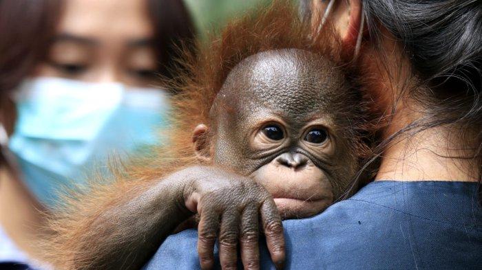 Dua orang perawat bayi hewan sedang menjemur anak orangutan Kalimantan berumur 3 bulan lebih dengan berat badan 3,56 kg di Bandung Zoo (Kebun Binatang Bandung), Jalan Tamansari, Kota Bandung, Jawa Barat, Jumat (21/2/2025).