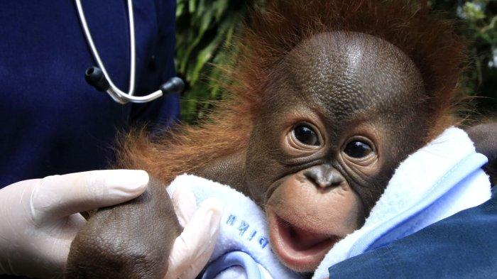 Dua orang perawat bayi hewan sedang menjemur anak orangutan Kalimantan berumur 3 bulan lebih dengan berat badan 3,56 kg di Bandung Zoo (Kebun Binatang Bandung), Jalan Tamansari, Kota Bandung, Jawa Barat, Jumat (21/2/2025).