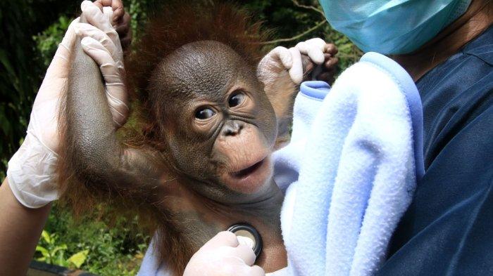 Dua orang perawat bayi hewan sedang menjemur anak orangutan Kalimantan berumur 3 bulan lebih dengan berat badan 3,56 kg di Bandung Zoo (Kebun Binatang Bandung), Jalan Tamansari, Kota Bandung, Jawa Barat, Jumat (21/2/2025).