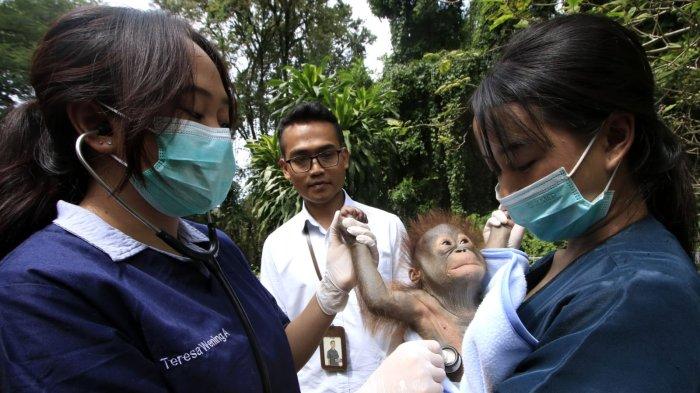 Dokter Hewan Bandung Zoo, Dedi Trisasongko (tengah) menyaksikan dua orang perawat bayi hewan memeriksa anak orangutan Kalimantan berumur 3 bulan lebih dengan berat badan 3,56 kg yang sedang dijemur di Bandung Zoo (Kebun Binatang Bandung), Jalan Tamansari, Kota Bandung, Jawa Barat, Jumat (21/2/2025)