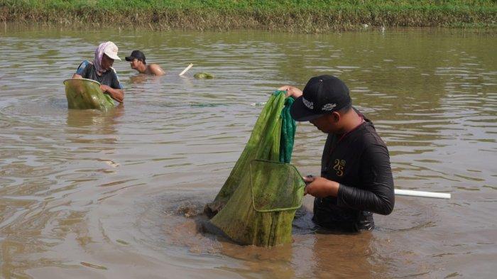 Sejumlah pria berburu cacing sutra di Sungai Citarum, Kabupaten Bandung, Jawa Barat, Senin (19/5/2025).