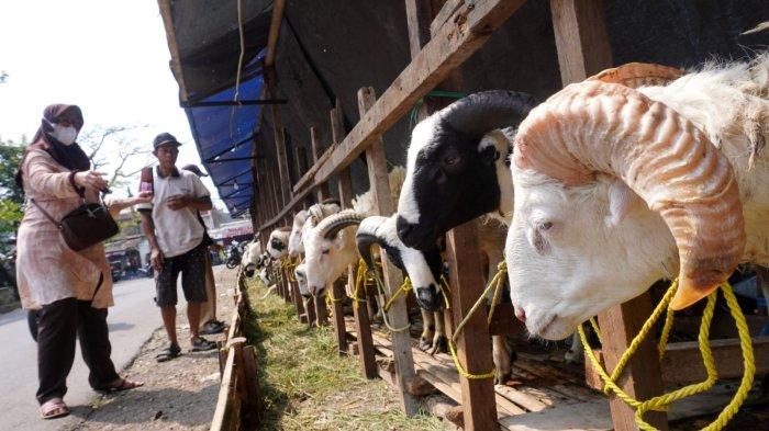 Calon konsumen melihat hewan kurban jenis domba yang dijual di Jalan RH Hasan Saputra Raya, Kelurahan Turangga, Kecamatan Lengkong, Kota Bandung, Jawa Barat, Jumat (30/5/2025).