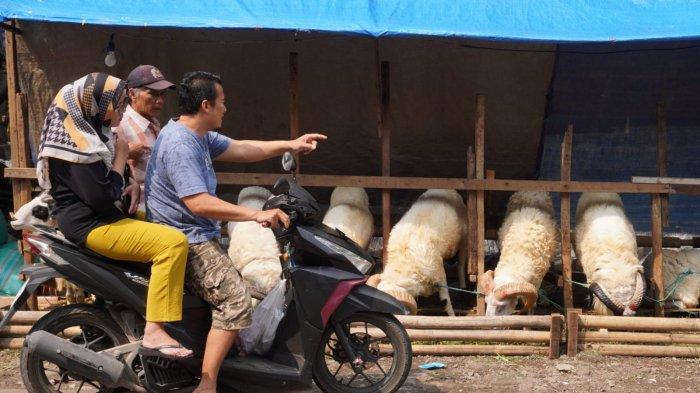 Calon konsumen melihat hewan kurban jenis domba yang dijual di Jalan RH Hasan Saputra Raya, Kelurahan Turangga, Kecamatan Lengkong, Kota Bandung, Jawa Barat, Jumat (30/5/2025).