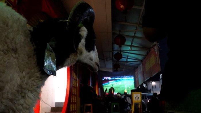 Tim pelaksanaan kurban Iduladha 1446 H berkesempatan nonton bareng Timnas Indonesia melawan China lewat layar lebar sambil menjaga domba kurban, di Masjid Lautze 2, Kota Bandung, Jawa Barat, Kamis (5/6/2025).