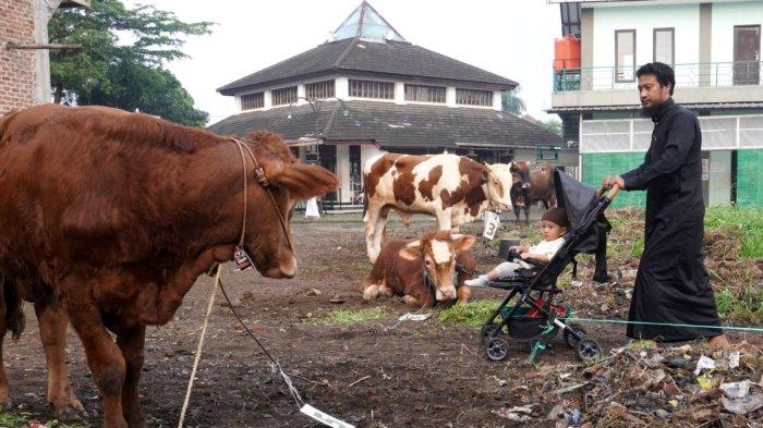 Umat Muslim setelah melaksanakan salat Iduladha 1446 H melihat hewan kurban yang ditempatkan di sekitar Masjid Al-Amanah, Rancamanyar Regency 1, Desa Rancamanyar, Kecamatan Baleendah, Kabupaten Bandung, Jawa Barat, Jumat (6/6/2025).