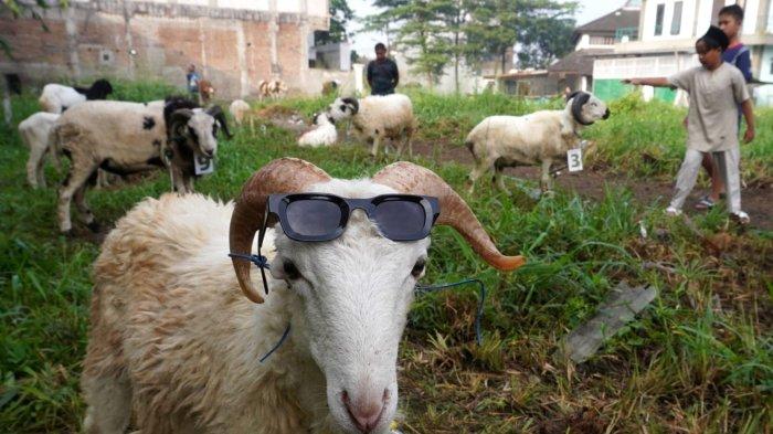 Sejumlah anak melihat hewan kurban yang ditempatkan di sekitar Masjid Al-Amanah, Rancamanyar Regency 1, Desa Rancamanyar, Kecamatan Baleendah, Kabupaten Bandung, Jawa Barat, Jumat (6/6/2025).