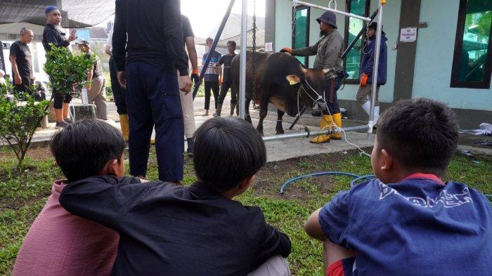 Umat Muslim menyaksikan proses penyembelihan hewan kurban pada Iduladha 1446 H, di halaman Masjid Al-Amanah, Rancamanyar Regency 1, Desa Rancamanyar, Kecamatan Baleendah, Kabupaten Bandung, Jawa Barat, Jumat (6/6/2025).