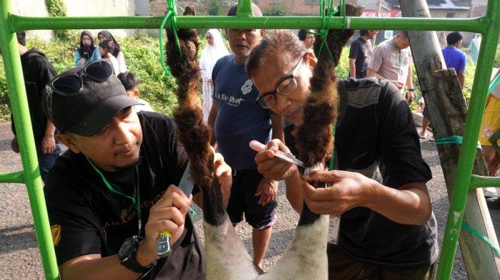 Panitia menguliti hewan kurban yang sudah disembelih pada Iduladha 1446 H, di halaman Masjid Al-Amanah, Rancamanyar Regency 1, Desa Rancamanyar, Kecamatan Baleendah, Kabupaten Bandung, Jawa Barat, Jumat (6/6/2025).