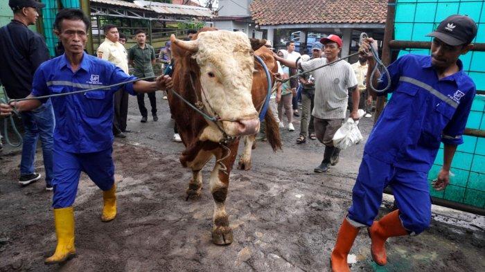 Sapi kurban Presiden Prabowo Subianto di bawa oleh petugas ke ruang penyembelihan, di Rumah Potong Hewan (RPH) Arjuna, Kota Bandung, Sabtu (7/6/2025).