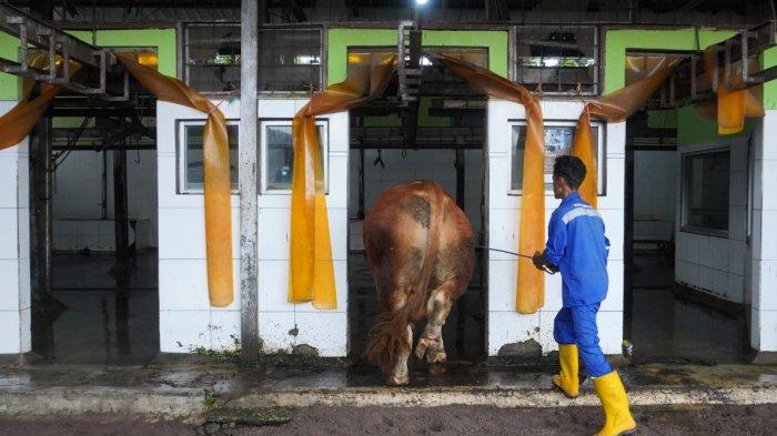 Sapi kurban Presiden Prabowo Subianto di bawa oleh petugas ke ruang penyembelihan, di Rumah Potong Hewan (RPH) Arjuna, Kota Bandung, Sabtu (7/6/2025).