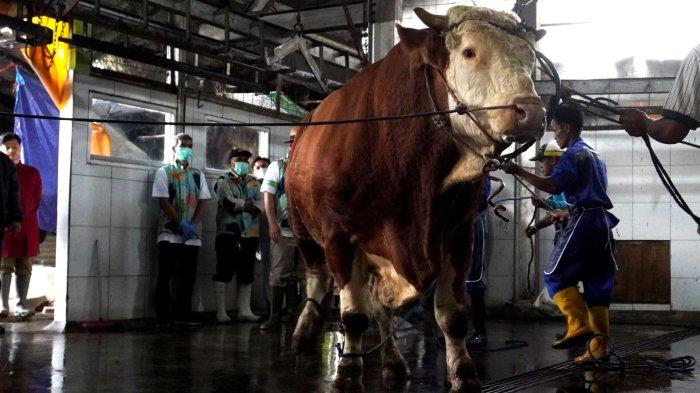 Petugas bersiap menggulingkan Sapi kurban Presiden Prabowo Subianto, di ruang penyembelihan Rumah Potong Hewan (RPH) Arjuna, Kota Bandung, Sabtu (7/6/2025).