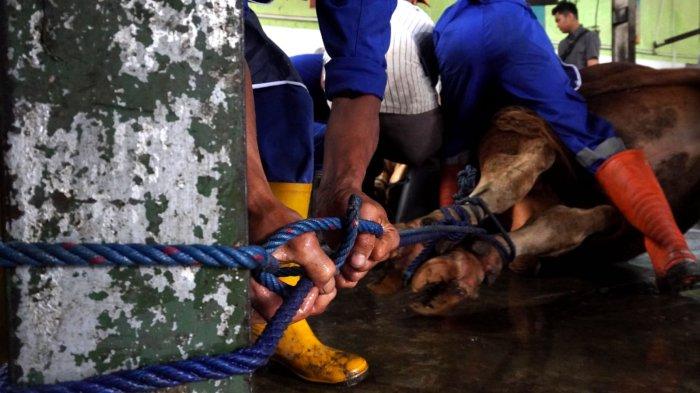 Petugas mengikat Sapi kurban Presiden Prabowo Subianto setelah berhasil digulingkan, di ruang penyembelihan Rumah Potong Hewan (RPH) Arjuna, Kota Bandung, Sabtu (7/6/2025).