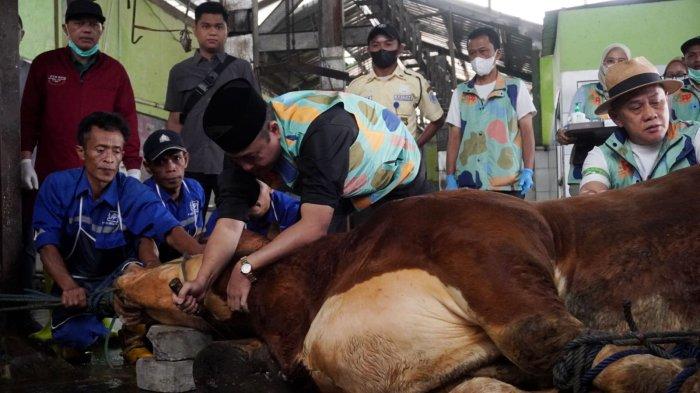 Wakil Wali KOta Bandung, Erwin melakukan penyembelihan Sapi kurban Presiden Prabowo Subianto, di ruang penyembelihan Rumah Potong Hewan (RPH) Arjuna, Kota Bandung, Sabtu (7/6/2025).